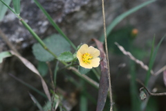 Sida glutinosa